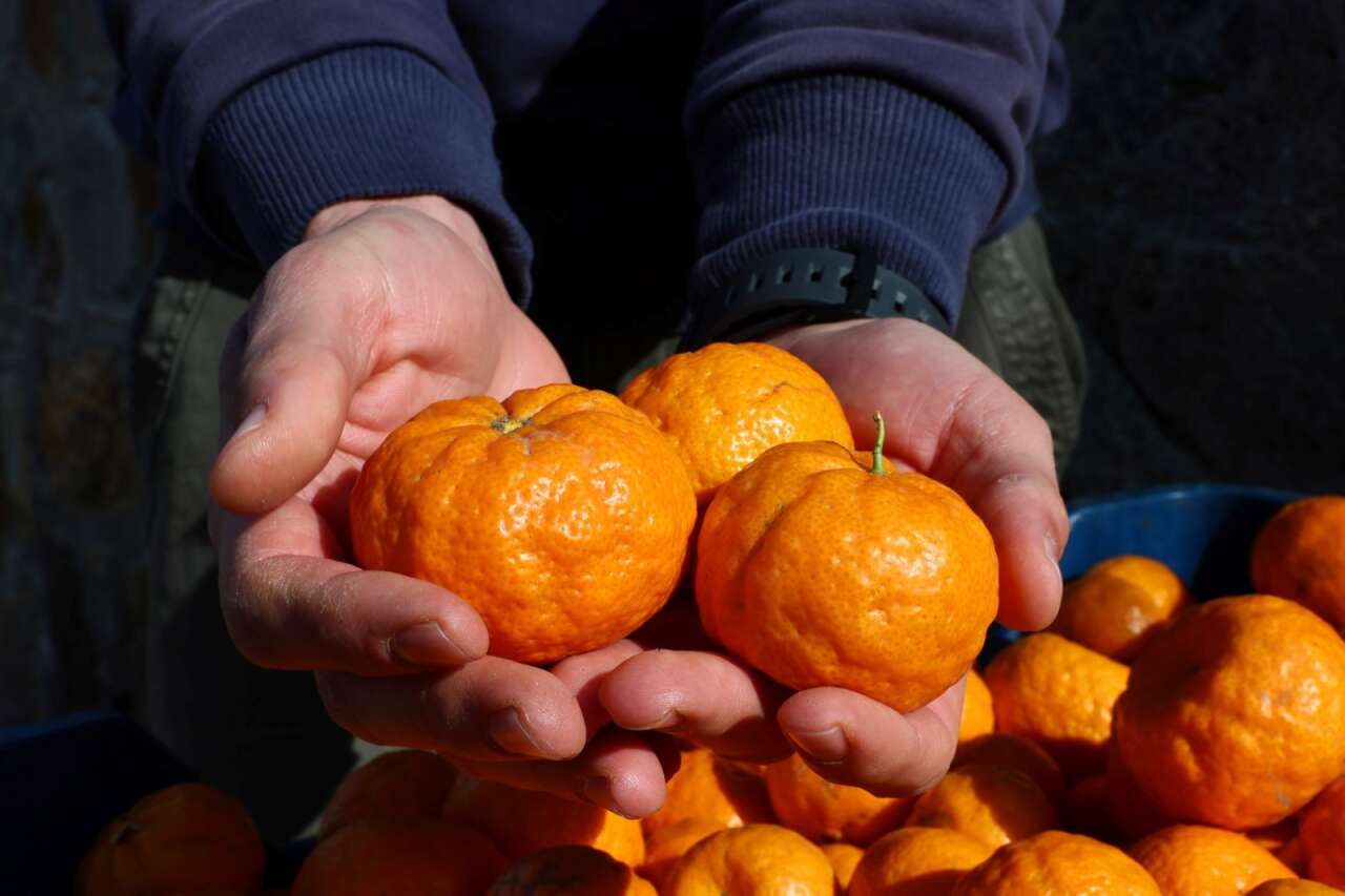 Bodrum’da Mandalin Üreticisine 5 Milyon TL’lik Destek 1